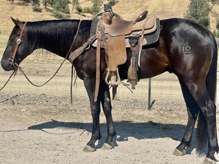 American Quarter Horse Wallach 3 Jahre Rappe in Paicines CA