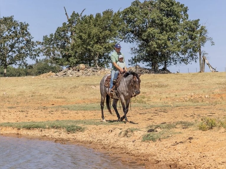American Quarter Horse Wallach 3 Jahre Roan-Bay in West Fork