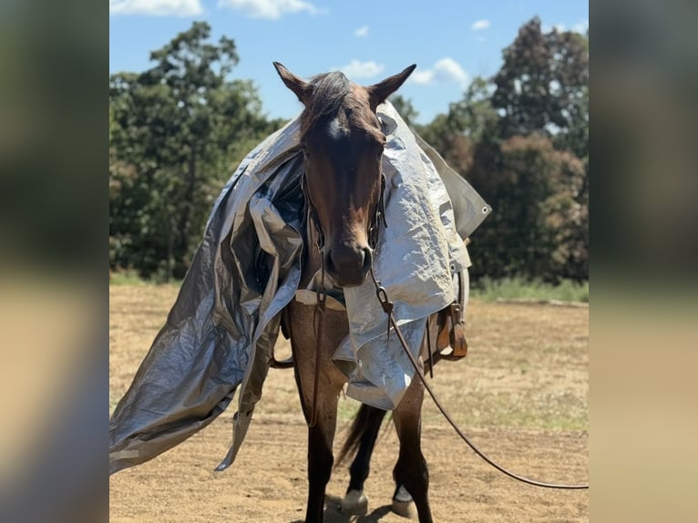 American Quarter Horse Wallach 3 Jahre Roan-Bay in West Fork