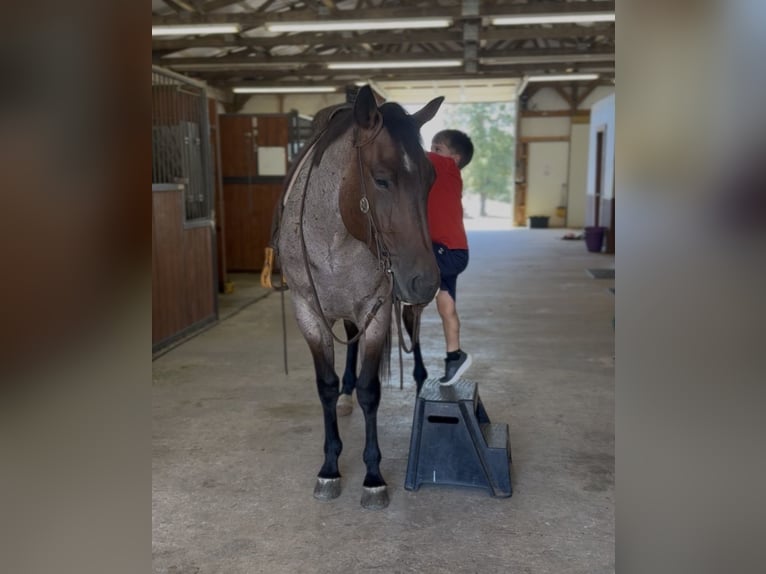 American Quarter Horse Wallach 3 Jahre Roan-Bay in West Fork