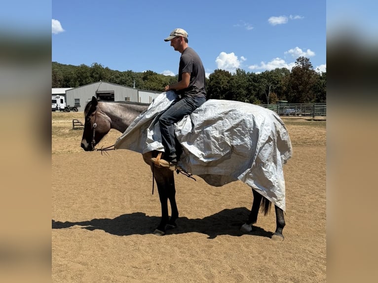American Quarter Horse Wallach 3 Jahre Roan-Bay in West Fork