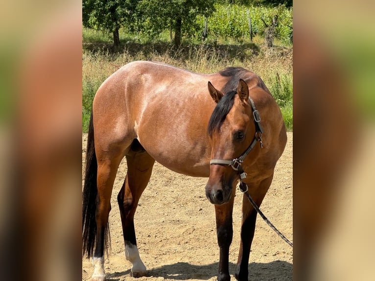 American Quarter Horse Wallach 3 Jahre Roan-Bay in Massarella