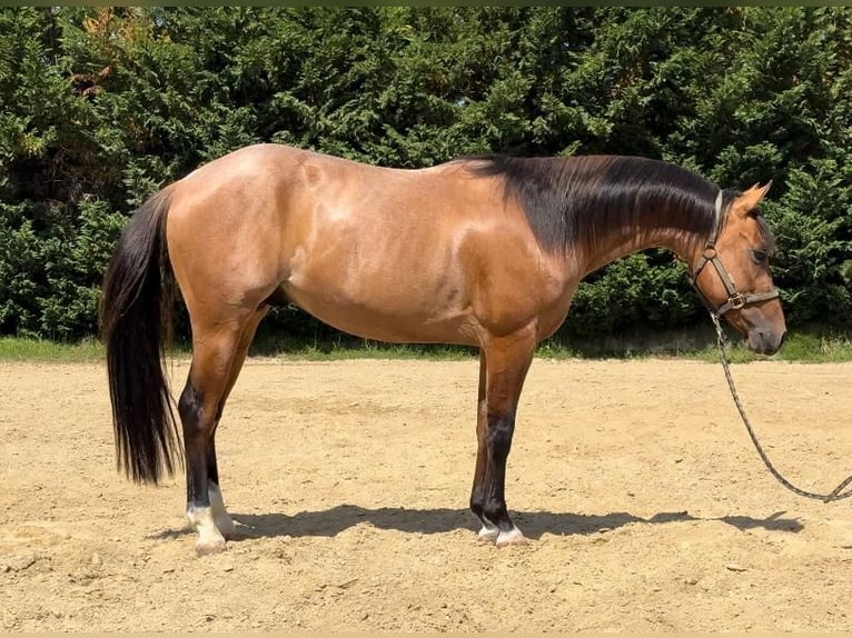 American Quarter Horse Wallach 3 Jahre Roan-Bay in Massarella