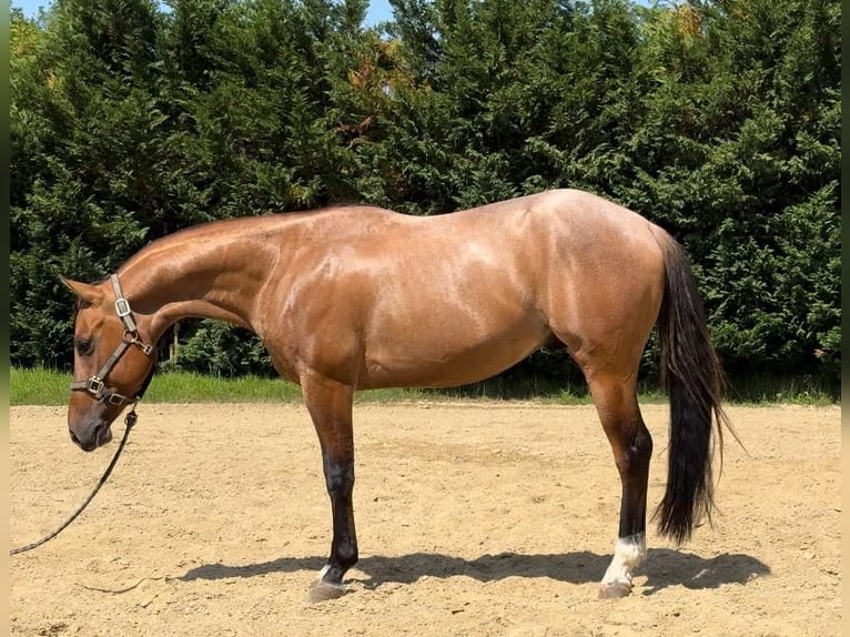 American Quarter Horse Wallach 3 Jahre Roan-Bay in Massarella