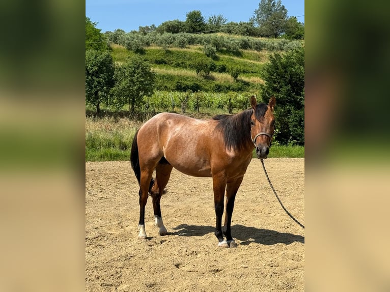 American Quarter Horse Wallach 3 Jahre Roan-Bay in Massarella