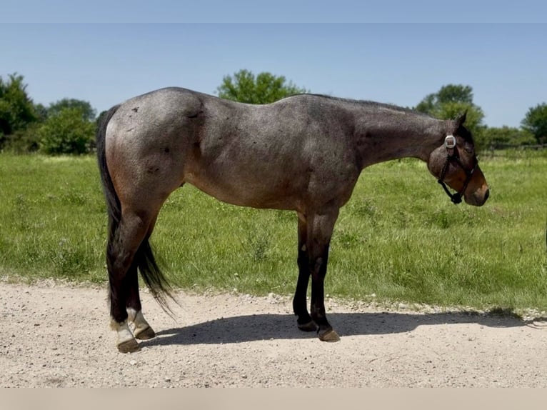 American Quarter Horse Wallach 3 Jahre Roan-Bay in Hampshire