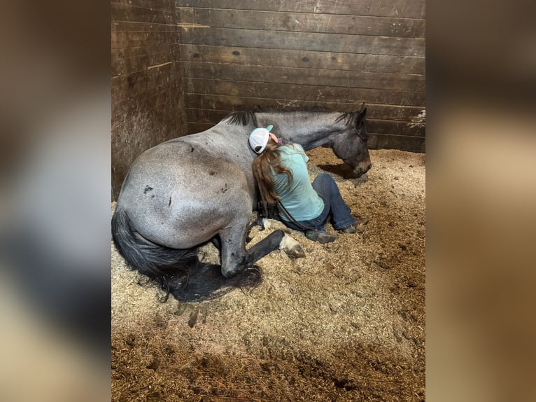 American Quarter Horse Wallach 3 Jahre Roan-Bay in Hampshire