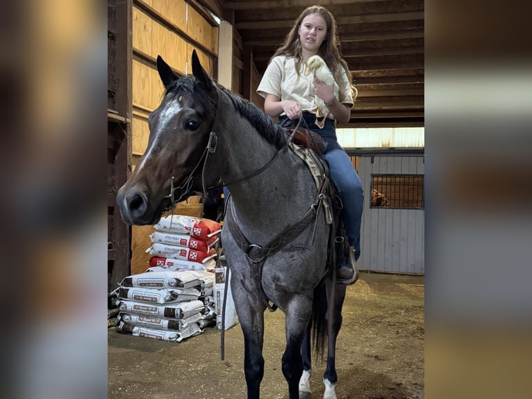 American Quarter Horse Wallach 3 Jahre Roan-Bay in Hampshire