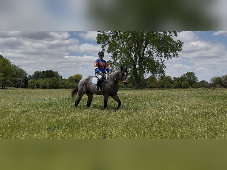 American Quarter Horse Wallach 3 Jahre Roan-Bay in Hampshire