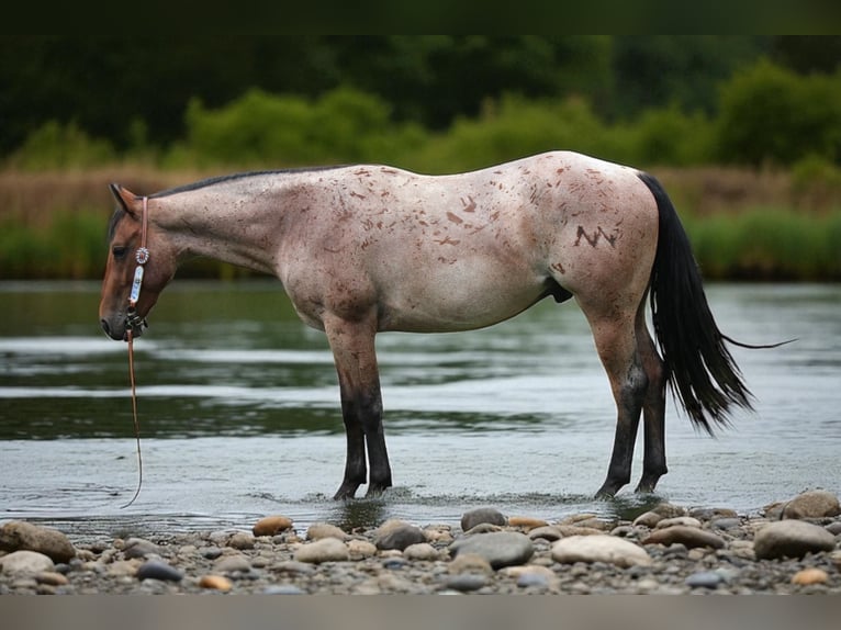 American Quarter Horse Wallach 3 Jahre Roan-Bay in Fort Collins