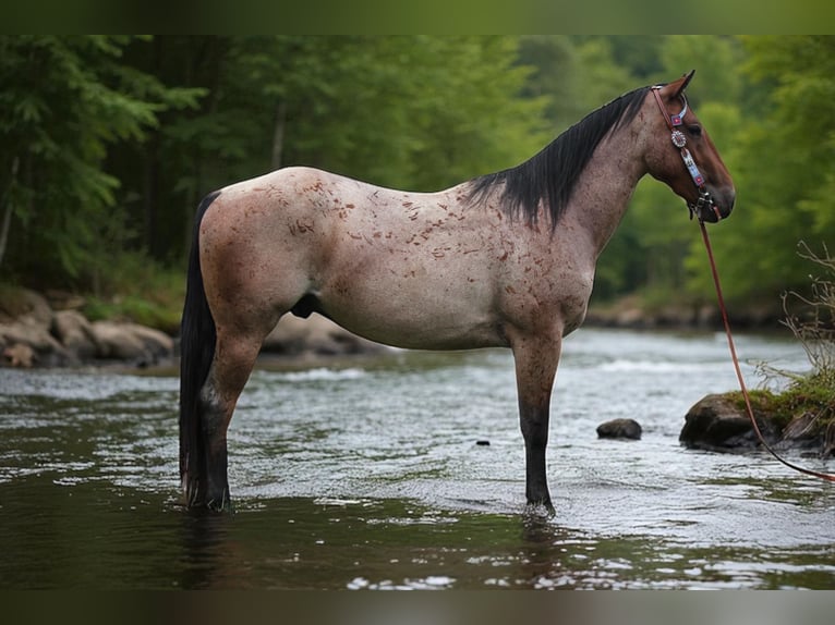 American Quarter Horse Wallach 3 Jahre Roan-Bay in Fort Collins