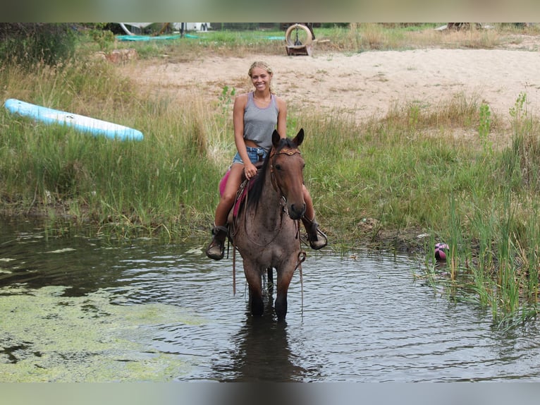 American Quarter Horse Wallach 3 Jahre Roan-Bay in Fort Collins