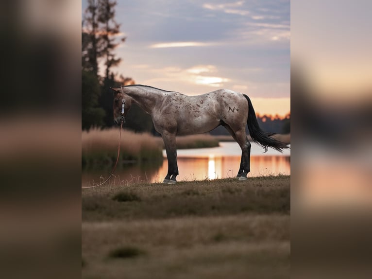 American Quarter Horse Wallach 3 Jahre Roan-Bay in Fort Collins
