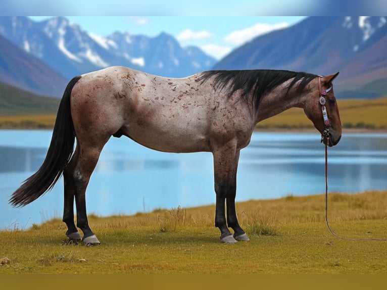 American Quarter Horse Wallach 3 Jahre Roan-Bay in Fort Collins