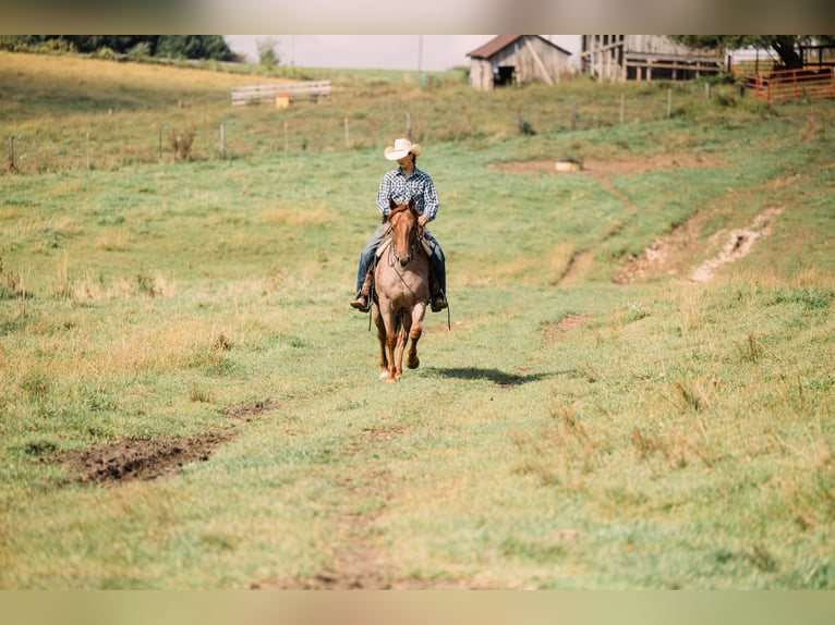 American Quarter Horse Wallach 3 Jahre Roan-Red in Decorah