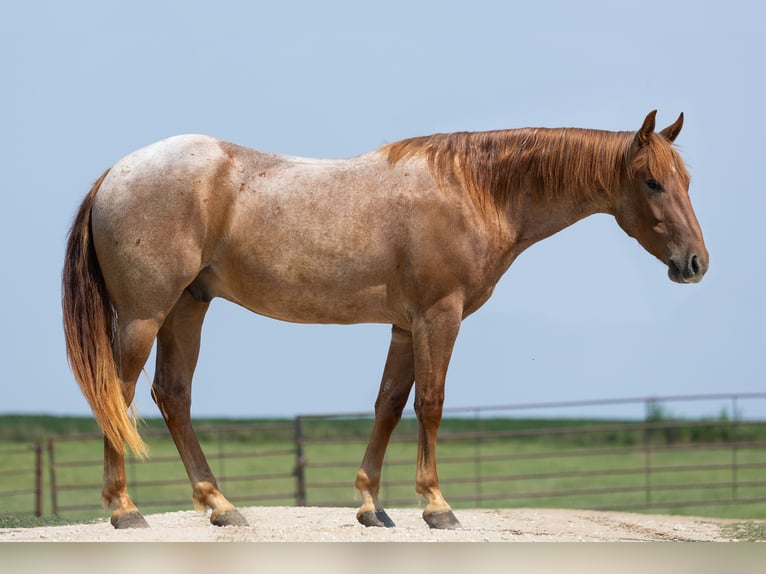 American Quarter Horse Wallach 3 Jahre Roan-Red in Decorah