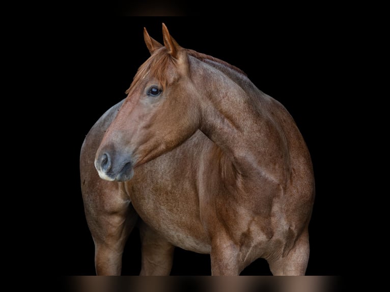American Quarter Horse Wallach 3 Jahre Roan-Red in Decorah