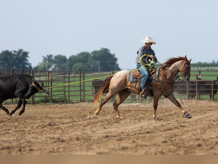 American Quarter Horse Wallach 3 Jahre Roan-Red in Decorah