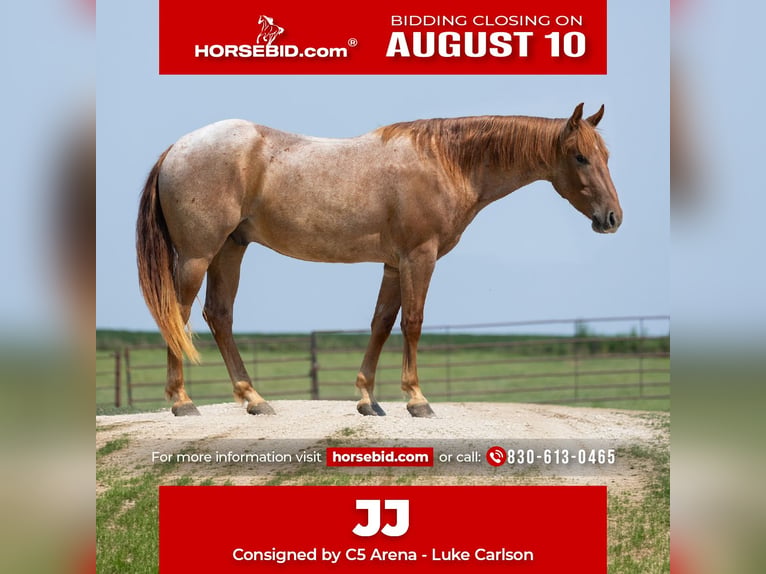 American Quarter Horse Wallach 3 Jahre Roan-Red in Decorah