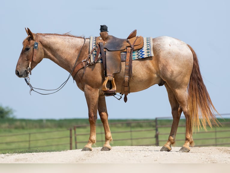 American Quarter Horse Wallach 3 Jahre Roan-Red in Decorah