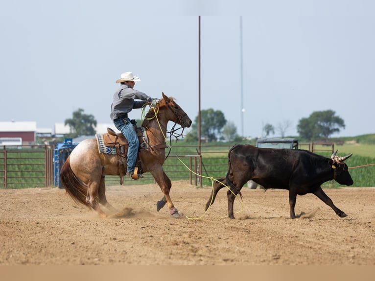 American Quarter Horse Wallach 3 Jahre Roan-Red in Decorah