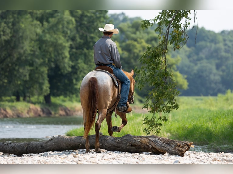 American Quarter Horse Wallach 3 Jahre Roan-Red in Decorah