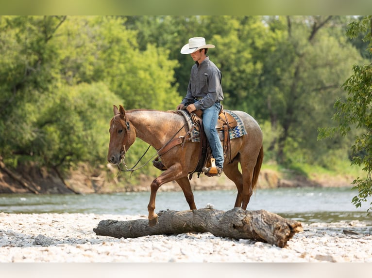 American Quarter Horse Wallach 3 Jahre Roan-Red in Decorah