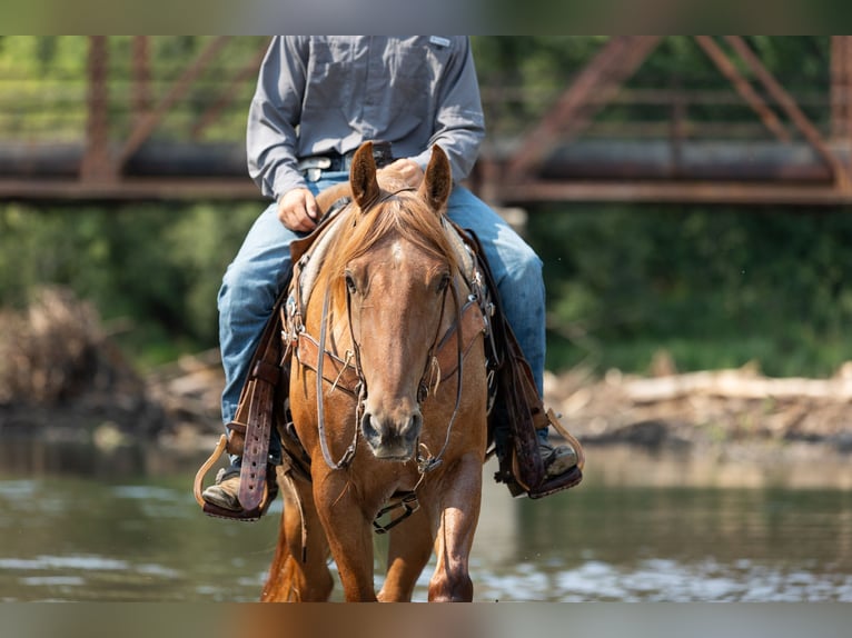 American Quarter Horse Wallach 3 Jahre Roan-Red in Decorah