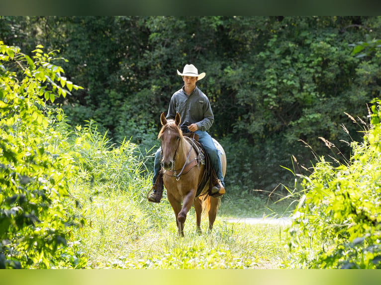 American Quarter Horse Wallach 3 Jahre Roan-Red in Decorah