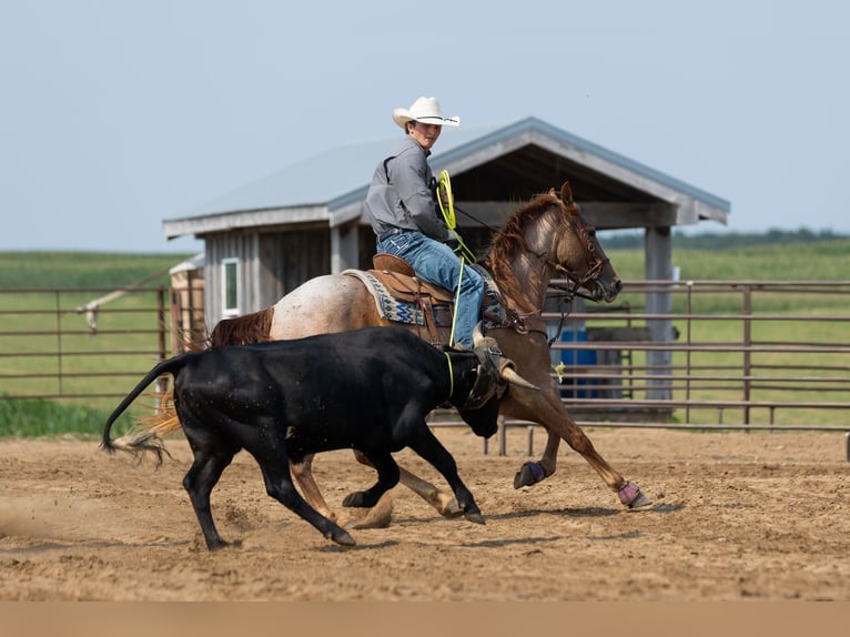 American Quarter Horse Wallach 3 Jahre Roan-Red in Decorah