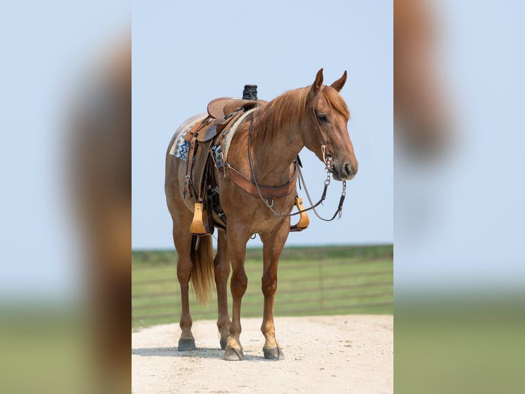 American Quarter Horse Wallach 3 Jahre Roan-Red in Decorah