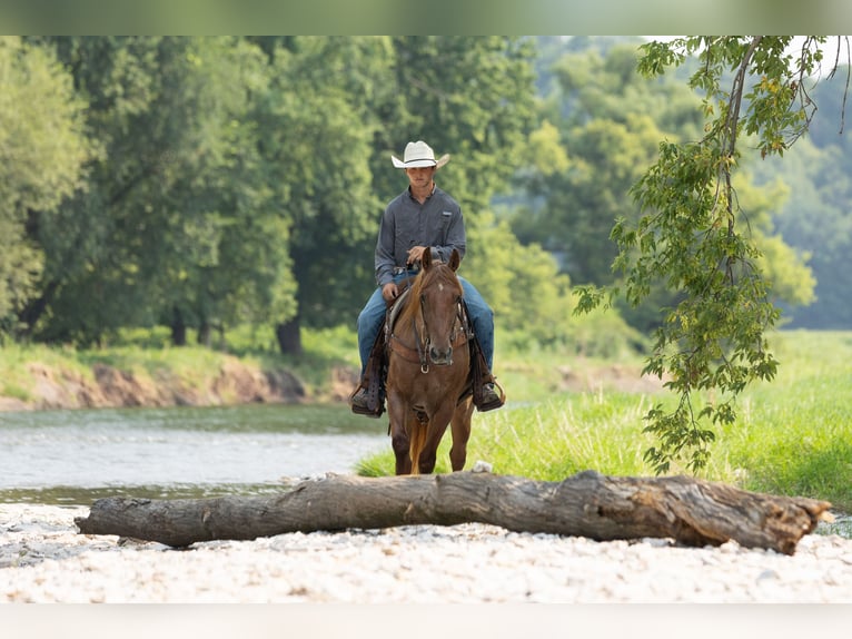 American Quarter Horse Wallach 3 Jahre Roan-Red in Decorah