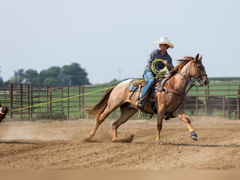 American Quarter Horse Wallach 3 Jahre Roan-Red in Decorah