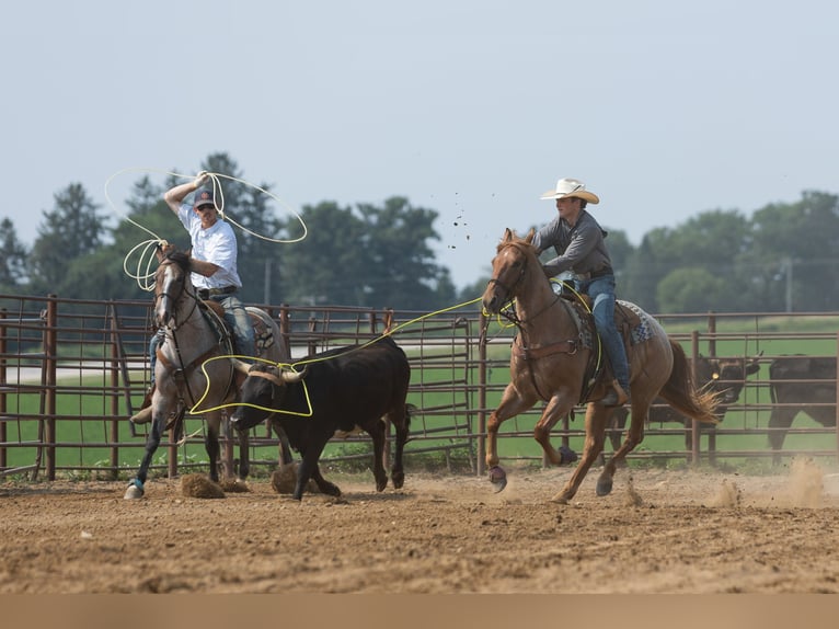 American Quarter Horse Wallach 3 Jahre Roan-Red in Decorah