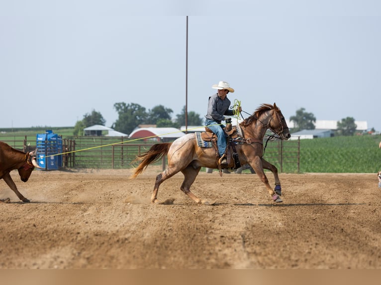 American Quarter Horse Wallach 3 Jahre Roan-Red in Decorah