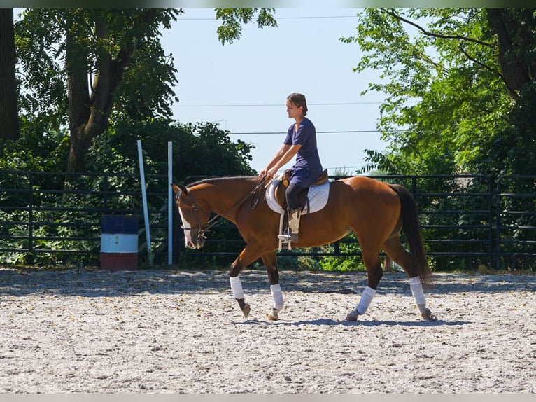 American Quarter Horse Mix Wallach 3 Jahre Rotbrauner in New Holland
