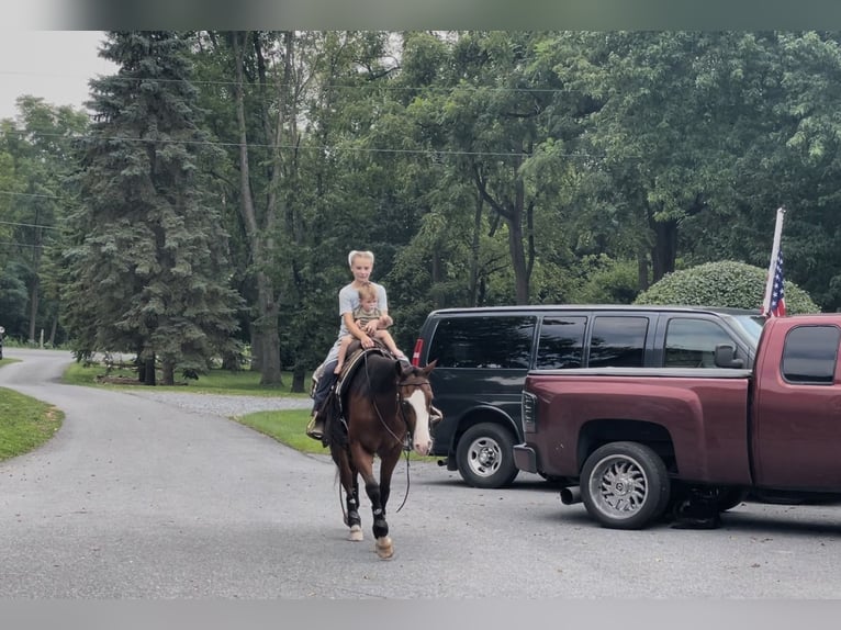 American Quarter Horse Mix Wallach 3 Jahre Rotbrauner in New Holland