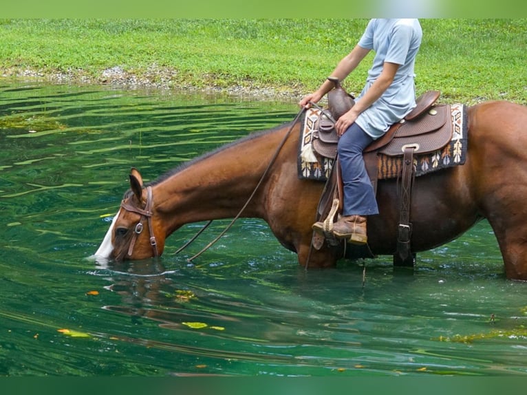 American Quarter Horse Mix Wallach 3 Jahre Rotbrauner in New Holland
