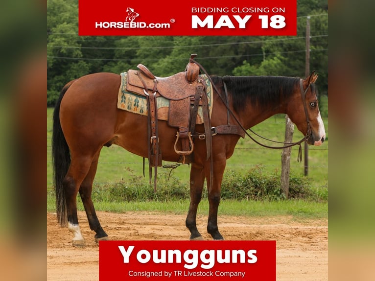 American Quarter Horse Wallach 3 Jahre Rotbrauner in Rusk