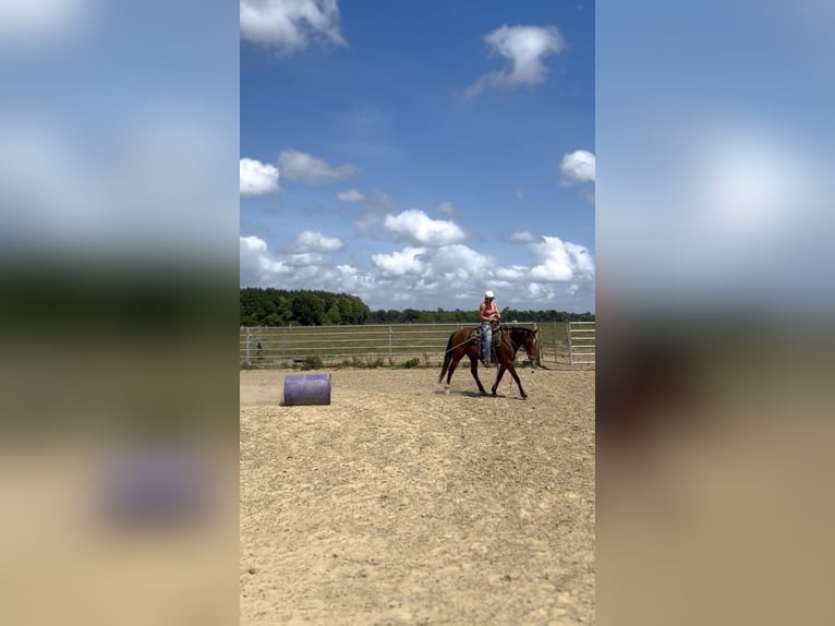 American Quarter Horse Wallach 3 Jahre Rotbrauner in Burns
