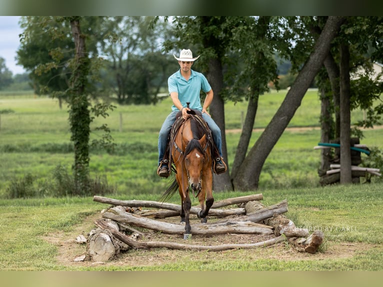 American Quarter Horse Wallach 3 Jahre Rotbrauner in Lewistown
