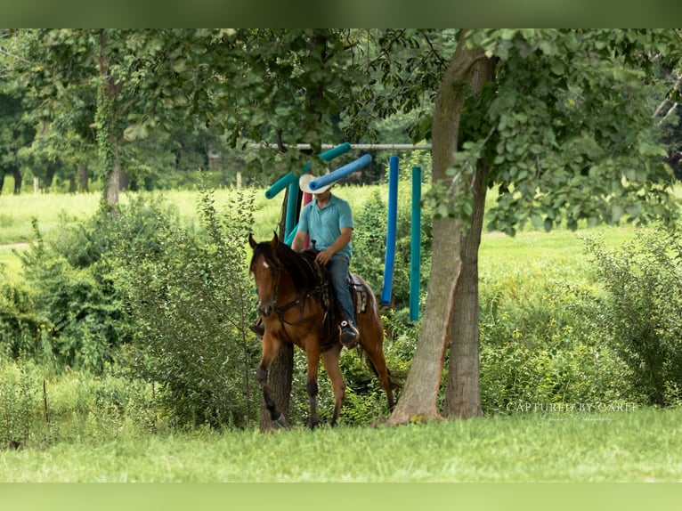 American Quarter Horse Wallach 3 Jahre Rotbrauner in Lewistown