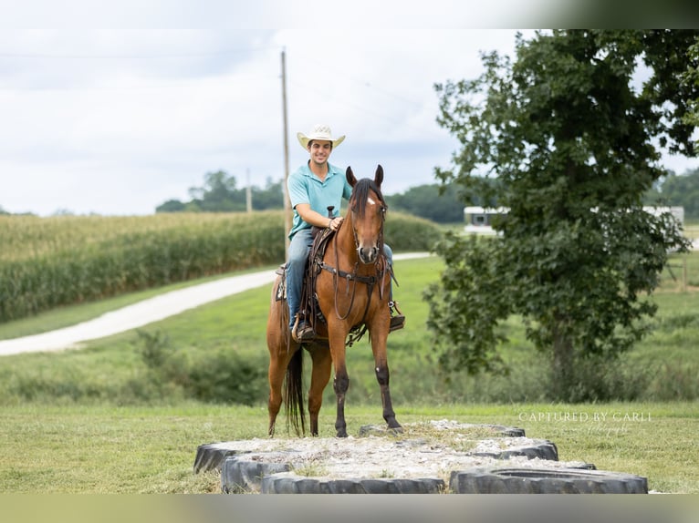 American Quarter Horse Wallach 3 Jahre Rotbrauner in Lewistown