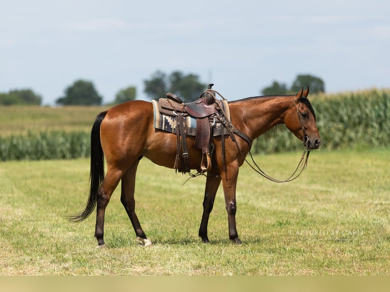 American Quarter Horse Wallach 3 Jahre Rotbrauner in Lewistown