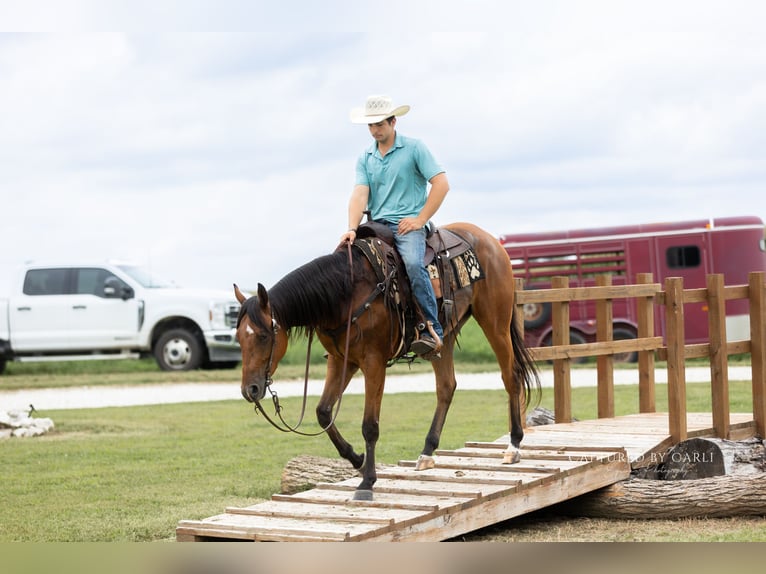 American Quarter Horse Wallach 3 Jahre Rotbrauner in Lewistown