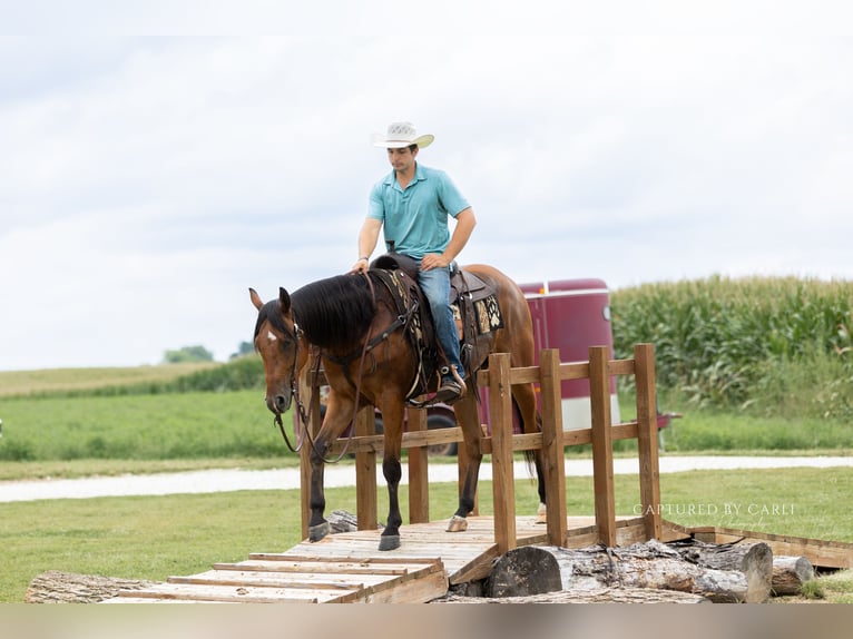 American Quarter Horse Wallach 3 Jahre Rotbrauner in Lewistown