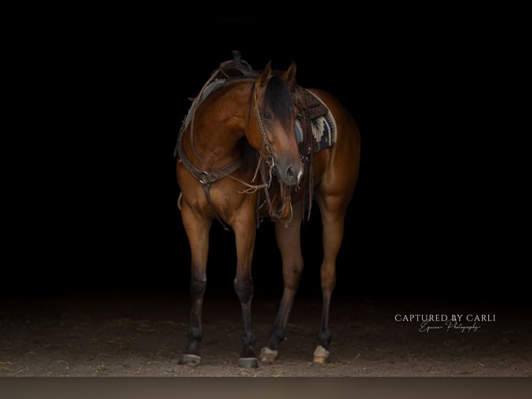American Quarter Horse Wallach 3 Jahre Rotbrauner in Lewistown