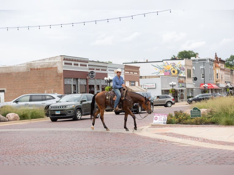 American Quarter Horse Wallach 3 Jahre Rotbrauner in Lewistown