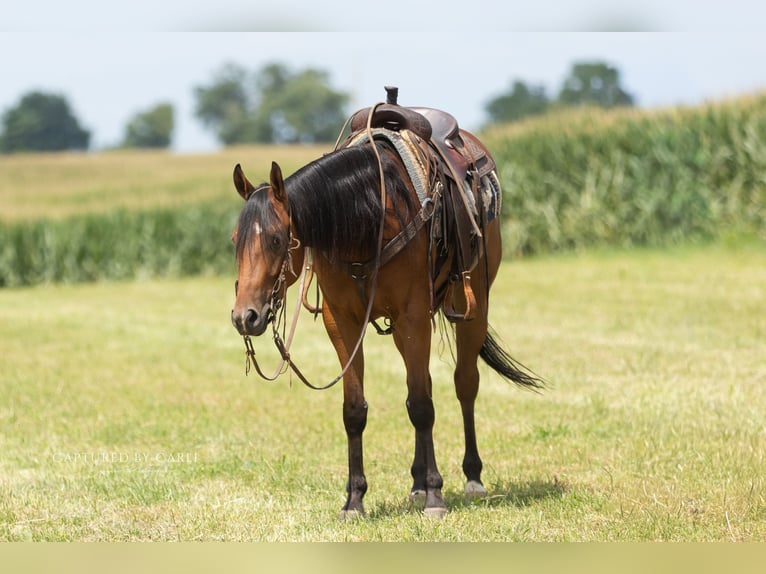 American Quarter Horse Wallach 3 Jahre Rotbrauner in Lewistown