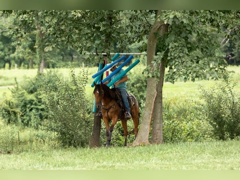 American Quarter Horse Wallach 3 Jahre Rotbrauner in Lewistown